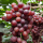 Vitis Vanessa ®, Kernlose Weintraube, 80-100 cm, im 3-l-Container (Ø 19 cm) inkl. Dünger