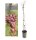 Vitis Vanessa ®, Kernlose Weintraube, 80-100 cm, im 3-l-Container (Ø 19 cm) inkl. Dünger