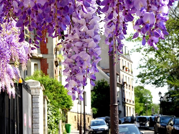 Wisteria sinensis Prolific, Blauregen, 40-60 cm, im 2-l-Container (Ø 17 cm) inkl. Dünger