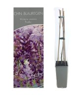Wisteria sinensis Prolific, Blauregen, 40-60 cm, im 2-l-Container (Ø 17 cm) inkl. Dünger