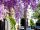 Wisteria sinensis Prolific, Blauregen, 40-60 cm, im 2-l-Container (Ø 17 cm) inkl. Dünger