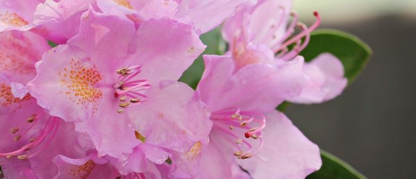 Rhododendron Roseum Elegans, Rosa, im 4 l Container inkl. Dünger