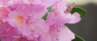 Rhododendron Roseum Elegans, Rosa, im 4 l Container inkl. Dünger