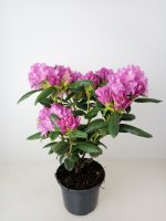 Rhododendron Roseum Elegans, Rosa, im 4 l Container inkl. Dünger