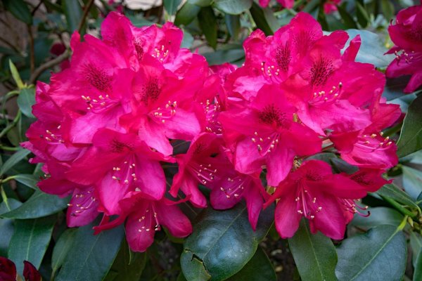 Rhododendron Nova Zembla, Rot, im 4 l Container inkl. Dünger