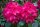 Rhododendron Nova Zembla, Rot, im 4 l Container inkl. Dünger