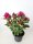 Rhododendron Nova Zembla, Rot, im 4 l Container inkl. Dünger