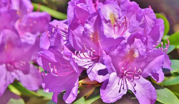 Rhododendron Catawbiens Grandiflorum, Lila, im 4 l Container inkl. Dünger
