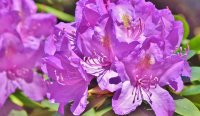 Rhododendron Catawbiens Grandiflorum, Lila, im 4 l Container inkl. Dünger