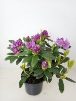 Rhododendron Catawbiens Grandiflorum, Lila, im 4 l Container inkl. Dünger