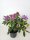 Rhododendron Catawbiens Grandiflorum, Lila, im 4 l Container inkl. Dünger