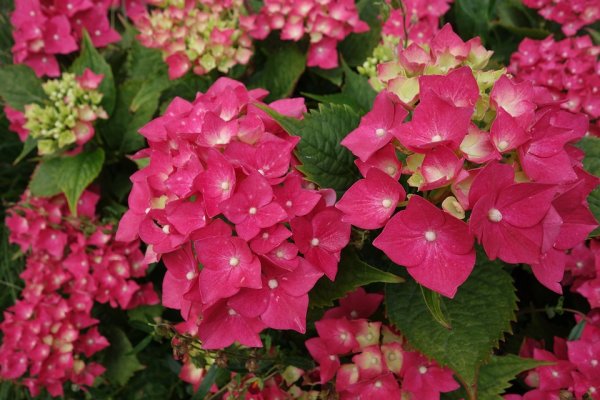 Hydrangea macrophylla Leuchtfeuer®, Ballhortensie, 30-40 cm, im 5-l-Container (C 5, Ø 23 cm) inkl. Dünger