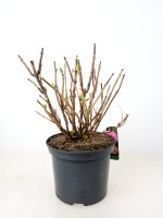 Hydrangea macrophylla Leuchtfeuer®, Ballhortensie, 30-40 cm, im 5-l-Container (C 5, Ø 23 cm) inkl. Dünger