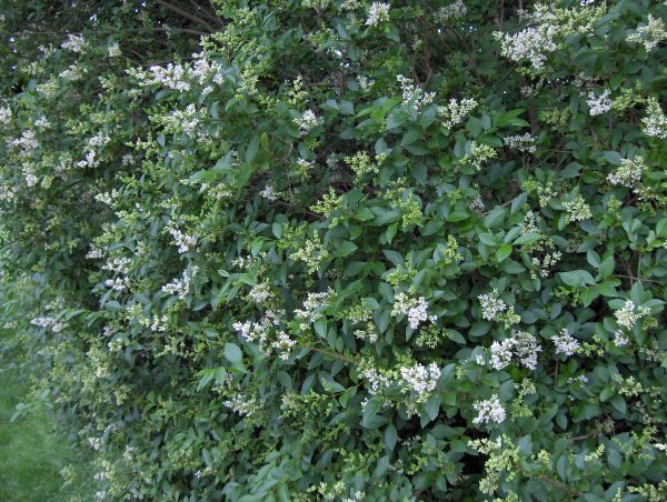 6x Ligustrum ovalifolium, Blütenhecke, 60-80 cm, im 3-l-Container (Ø 19 cm) inkl. Dünger