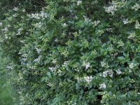 6x Ligustrum ovalifolium, Blütenhecke, 60-80 cm, im 3-l-Container (Ø 19 cm) inkl. Dünger