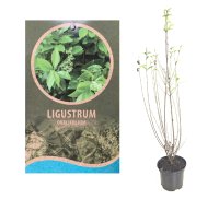 6x Ligustrum ovalifolium, Blütenhecke, 60-80 cm, im 3-l-Container (Ø 19 cm) inkl. Dünger