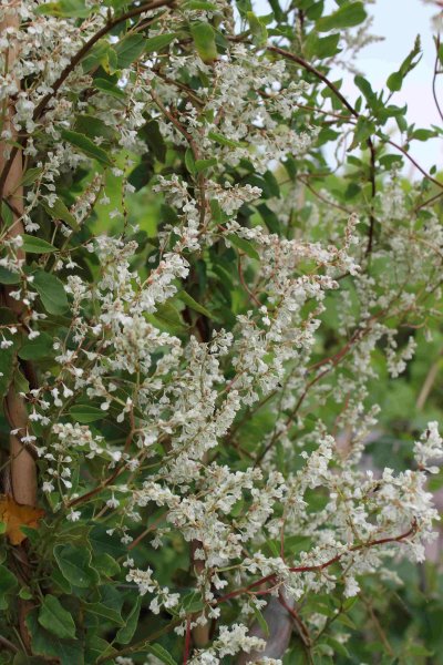 Polygonum aubertii, Schlingknöterich, 80-100 cm, im 2-l-Container (Ø 17 cm) inkl. Dünger