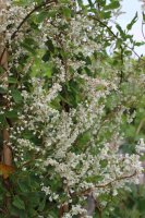 Polygonum aubertii, Schlingknöterich, 80-100 cm, im 2-l-Container (Ø 17 cm) inkl. Dünger