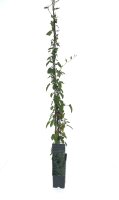 Polygonum aubertii, Schlingknöterich, 80-100 cm, im 2-l-Container (Ø 17 cm) inkl. Dünger