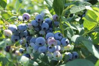 Vaccinium corymb. Bluecrop, Heidelbeere, 30-40 cm, im 2-l-Container (Ø 17 cm) inkl. Dünger