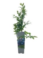 Vaccinium corymb. Bluecrop, Heidelbeere, 30-40 cm, im 2-l-Container (Ø 17 cm) inkl. Dünger