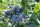 Vaccinium corymb. Bluecrop, Heidelbeere, 30-40 cm, im 2-l-Container (Ø 17 cm) inkl. Dünger
