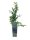 Vaccinium corymb. Bluecrop, Heidelbeere, 30-40 cm, im 2-l-Container (Ø 17 cm) inkl. Dünger