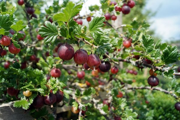 Ribes uva-crispa Hinnonmäki rot, Rote Stachelbeere, 40-60 cm, im Container inkl. Dünger
