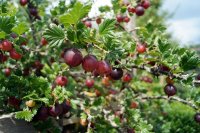 Ribes uva-crispa Hinnonmäki rot, Rote Stachelbeere, 40-60 cm, im Container inkl. Dünger