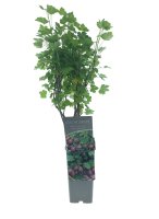 Ribes uva-crispa Hinnonmäki rot, Rote Stachelbeere, 40-60 cm, im Container inkl. Dünger