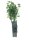Ribes uva-crispa Hinnonmäki rot, Rote Stachelbeere, 40-60 cm, im Container inkl. Dünger