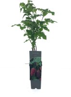 Rubus Tayberry Medana®, Brom-Himbeere, 40-60 cm, im Container inkl. Dünger