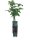 Rubus Tayberry Medana®, Brom-Himbeere, 40-60 cm, im Container inkl. Dünger