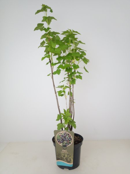 Ribes nigrum Titania®, schwarze Johannisbeere, 60-80 cm, im Container inkl. Dünger