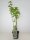 Ribes nigrum Titania®, schwarze Johannisbeere, 60-80 cm, im Container inkl. Dünger