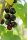 Ribes nigrum Titania®, schwarze Johannisbeere, 60-80 cm, im Container inkl. Dünger