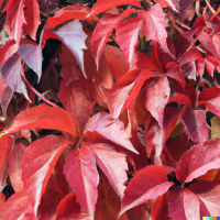 Parthenocissus quinquefolia Engelmannii, Wilder-Wein, 60-100 cm, im 2-l-Container (Ø 17 cm) inkl. Dünger