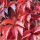Parthenocissus quinquefolia Engelmannii, Wilder-Wein, 60-100 cm, im 2-l-Container (Ø 17 cm) inkl. Dünger