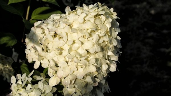 Hydrangea paniculata Limelight(s), Rispenhortensie, 40-60 cm, im 5-l-Container (Ø 23 cm) inkl. Dünger