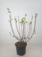 Hydrangea paniculata Limelight(s), Rispenhortensie, 40-60 cm, im 5-l-Container (Ø 23 cm) inkl. Dünger