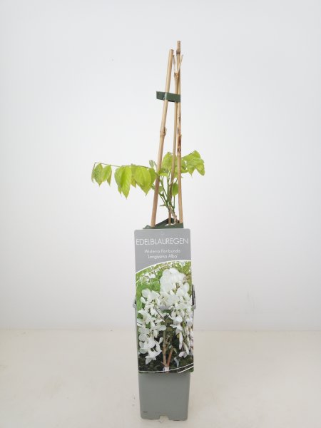 Wisteria floribunda Longissima Alba, weißer Edelblauregen, 40-60 cm, im 2-l-Conatiner (Ø 17 cm)