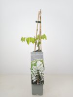Wisteria floribunda Longissima Alba, weißer Edelblauregen, 40-60 cm, im 2-l-Conatiner (Ø 17 cm)
