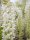 Wisteria floribunda Longissima Alba, weißer Edelblauregen, 40-60 cm, im 2-l-Conatiner (Ø 17 cm)