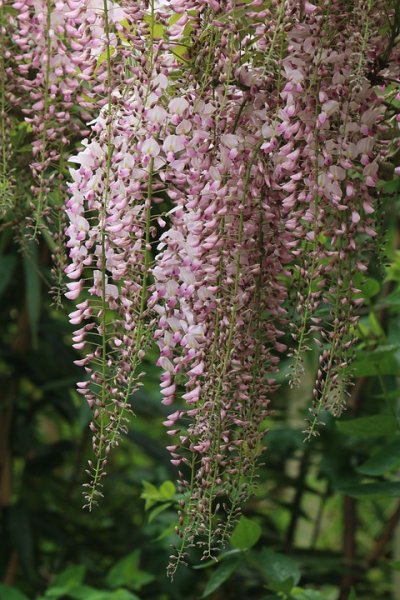 Wisteria floribunda Rosea, rosafarbener Edelblauregen, 40-60 cm, im 2-l-Container (Ø 17 cm)