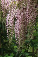 Wisteria floribunda Rosea, rosafarbener Edelblauregen, 40-60 cm, im 2-l-Container (Ø 17 cm)