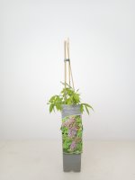 Wisteria floribunda Rosea, rosafarbener Edelblauregen, 40-60 cm, im 2-l-Container (Ø 17 cm)