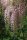 Wisteria floribunda Rosea, rosafarbener Edelblauregen, 40-60 cm, im 2-l-Container (Ø 17 cm)
