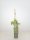 Wisteria floribunda Rosea, rosafarbener Edelblauregen, 40-60 cm, im 2-l-Container (Ø 17 cm)