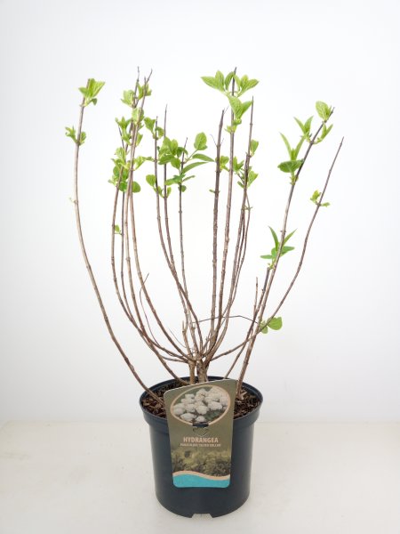 Hydrangea paniculata Silver Dollar, Rispenhortensie, 40-60 cm, im 5-l-Container (Ø 23 cm)