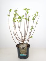 Hydrangea paniculata Silver Dollar, Rispenhortensie, 40-60 cm, im 5-l-Container (Ø 23 cm)